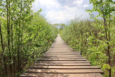 Footpath amidst trees against sky