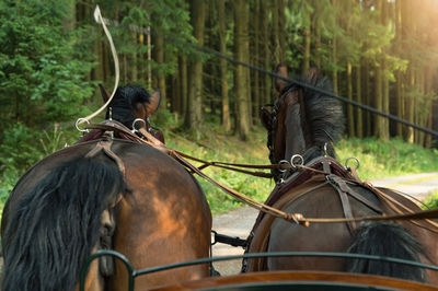 Horses breed saxon thuringian heavy warm blood pull a carriage. they are relaxed.