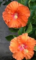 Close-up of orange flower blooming outdoors