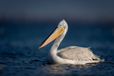 Close-up of pelican