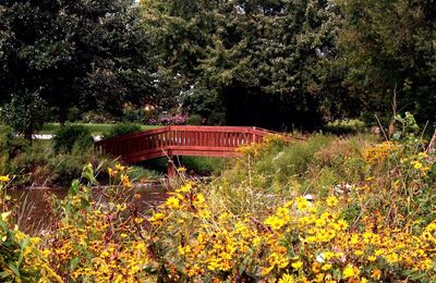 Yellow flowers growing on tree