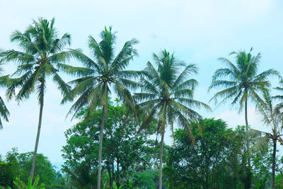 Low angle view of coconut palm trees against sky