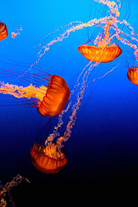 Underwater view of sea