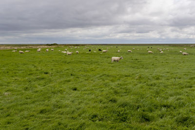 Flock of sheep on grassy field