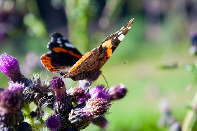 Close-up of butterfly pollinating on purple flower