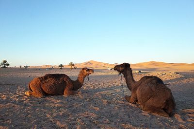 View of a horse on desert