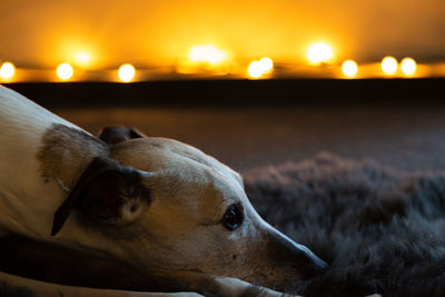 Close-up of dog looking away