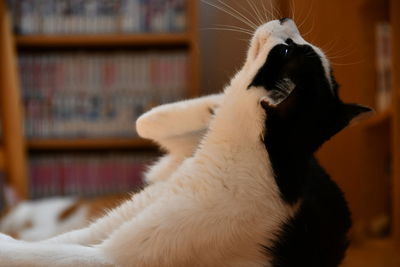 Close-up of a cat at home