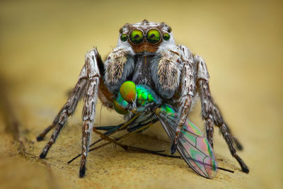 Close-up of grasshopper