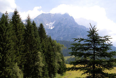 Scenic view of pine trees and mountains against sky