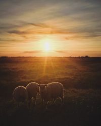 Flock of sheep grazing on field against sky during sunset