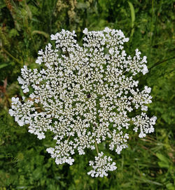 Close-up of flowers