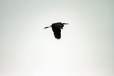 Low angle view of bird flying against clear sky