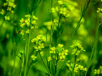 Close-up of yellow flowering plants on field