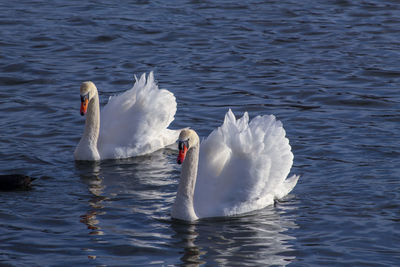 Swan floating on lake