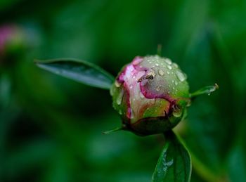 Close-up of wet rose bud