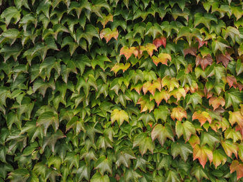 Full frame shot of plants