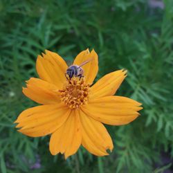 Close-up of bee on yellow flower