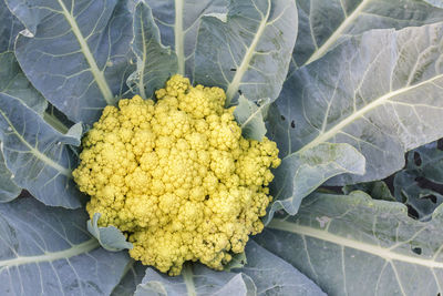 High angle view of yellow leaf