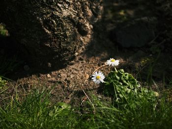 Close-up of flowers blooming outdoors