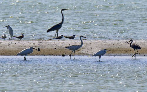 Herons and terns all together in group bird photos