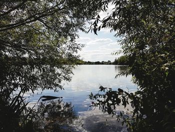 Scenic view of lake in forest against sky