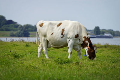 Cows on field against sky