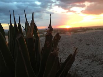 Close-up of sea against sky during sunset