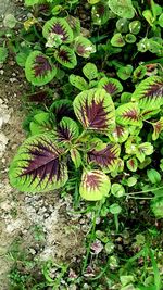 Plants growing in park