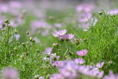 Close-up of pink flowering plants on field