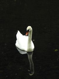 Close-up of swan floating on lake