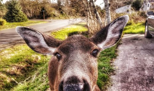 Close-up portrait of a deer