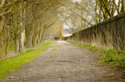 Surface level of road amidst trees