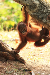 Orangutan hanging on tree