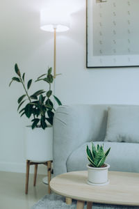Sansevieria trifasciata on the wooden table in the living room