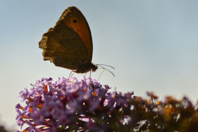 Close-up of butterfly pollinating on flower against clear sky