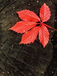 High angle view of maple leaves on table