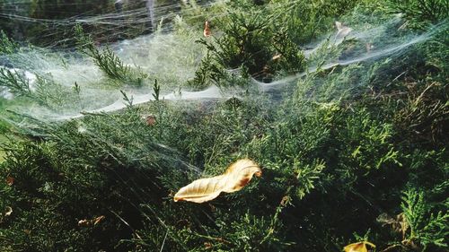 High angle view of crab in water