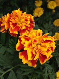 Close-up of orange flowers blooming outdoors