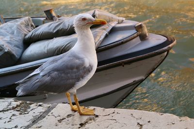 Close-up of seagull perching on boat