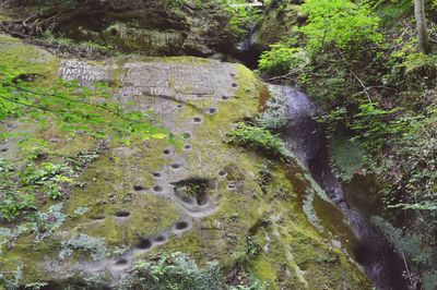 Moss covered rocks in forest