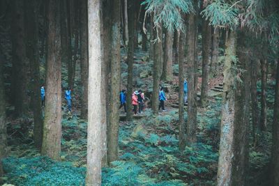 Group of people walking in forest