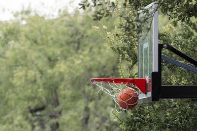 Close-up of red ball hanging on tree