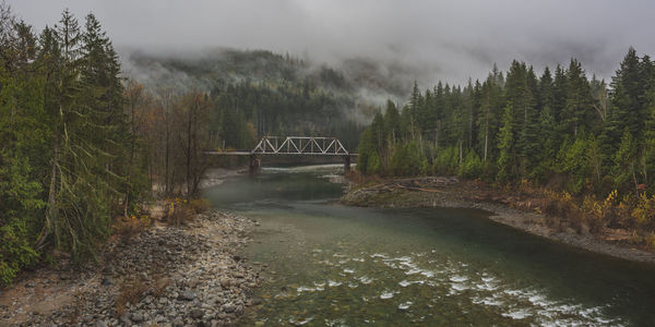 Scenic view of river amidst trees in forest