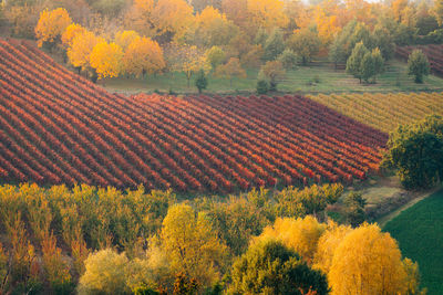 Scenic view of agricultural field