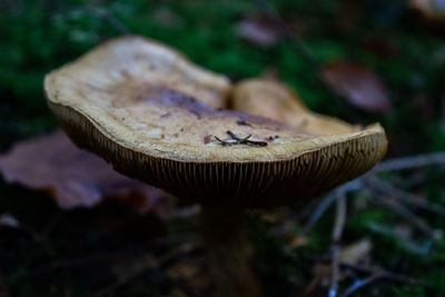 Close-up of mushroom growing on field