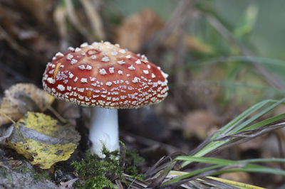 Close-up of fly agaric mushroom growing on field