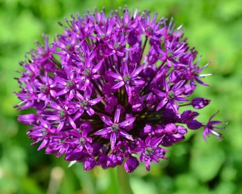 Close-up of purple flowers