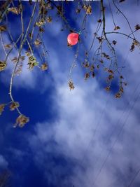 Low angle view of flowering plant against blue sky