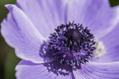 Close-up of purple flower